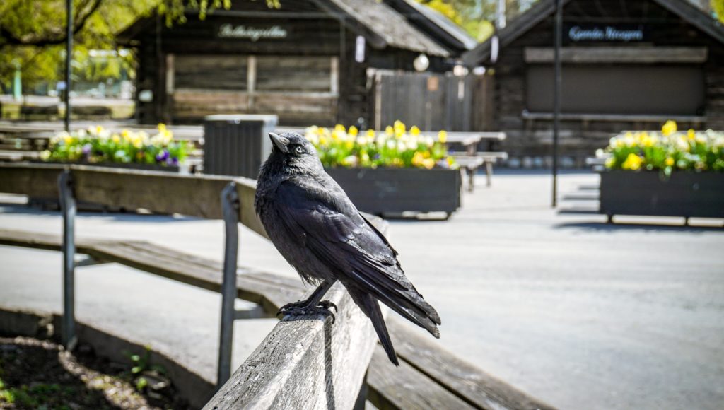 Skansen z drewnianą zabudową