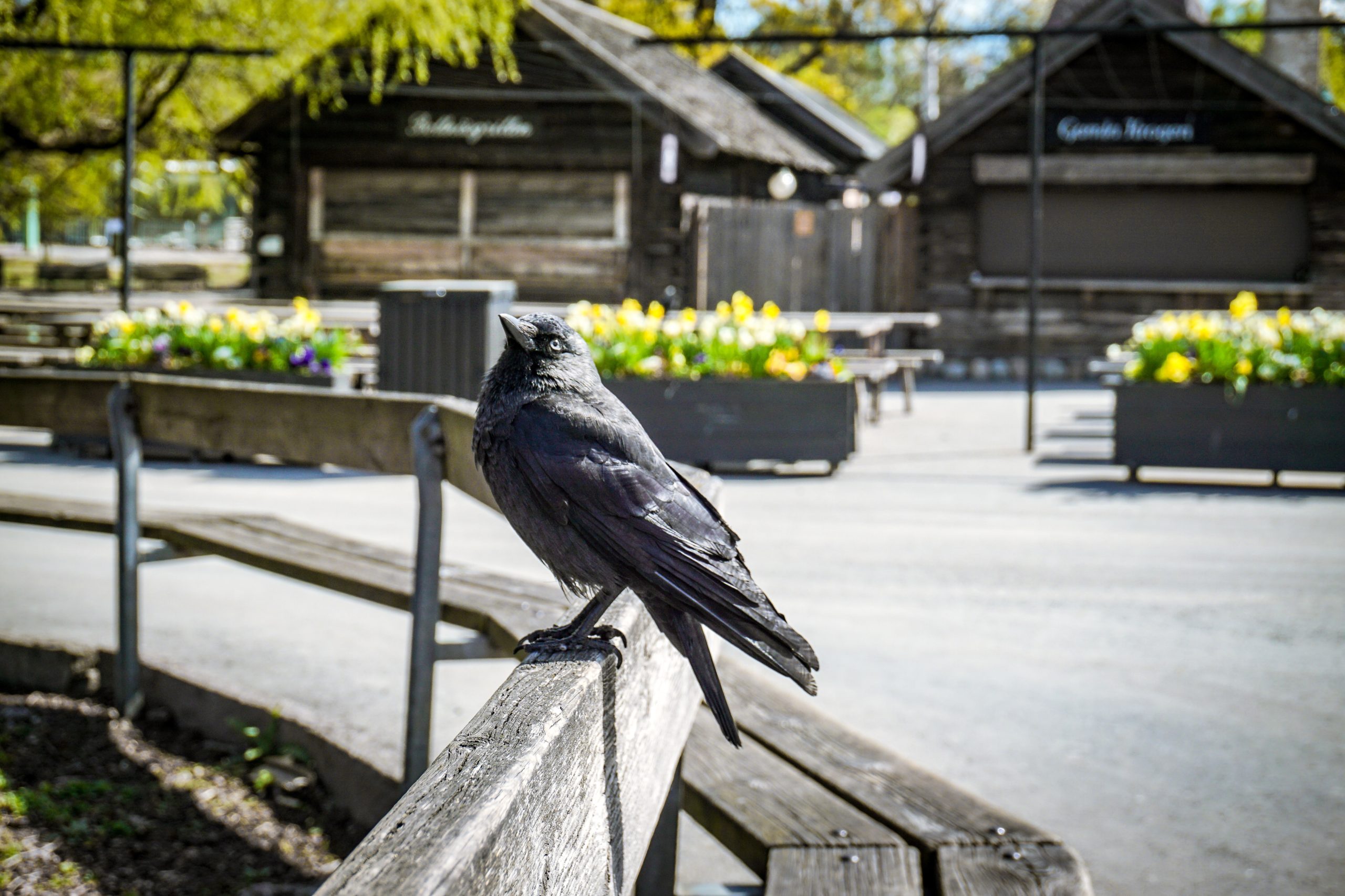 Skansen z drewnianą zabudową