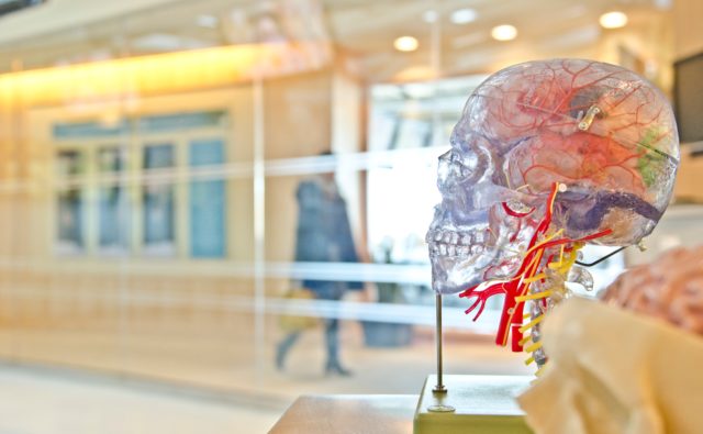 Model czaszki ludzkiej i mózgu