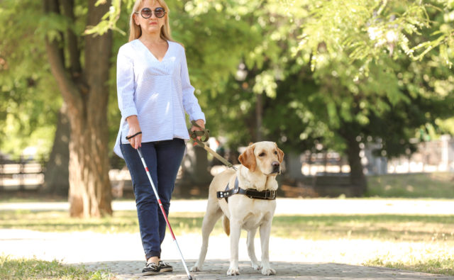 Kobieta niewidoma idzie z psem przewodnikiem ścieżką wśród zieleni