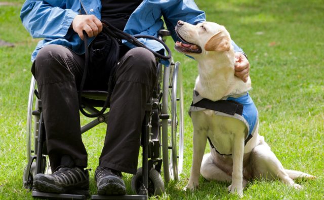 Pies asystujący przy osobie na wózku inwalidzkim