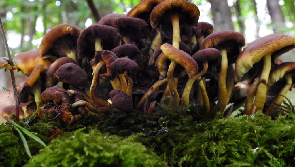 skupisko kilkunastu grzybów, które rosną w lesie na kępie mchu
