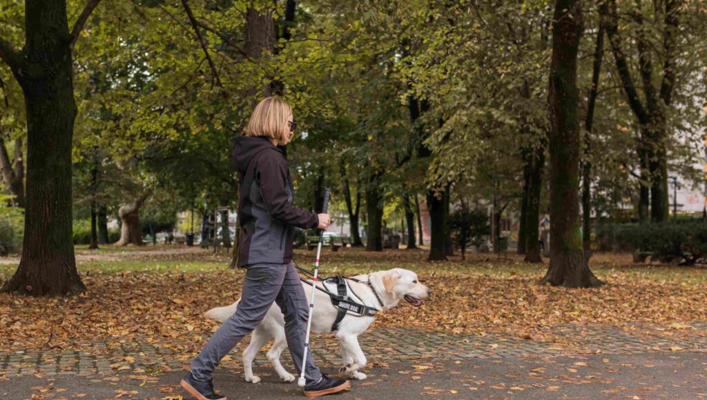 Kobieta z białą laską i psem przewodnikiem idzie aleją wśród drzew.